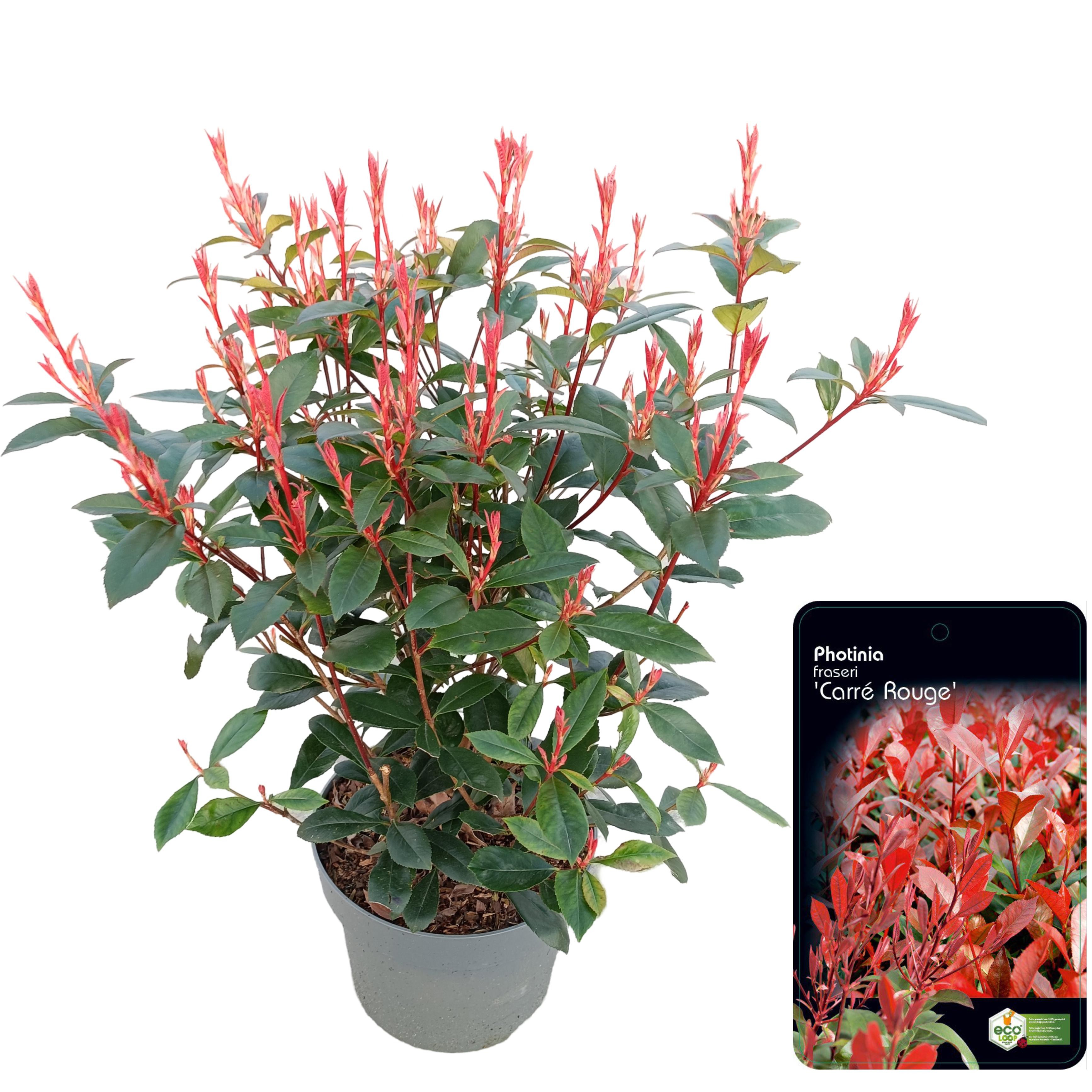 Picture of Photinia fraseri 'Carré Rouge' C5