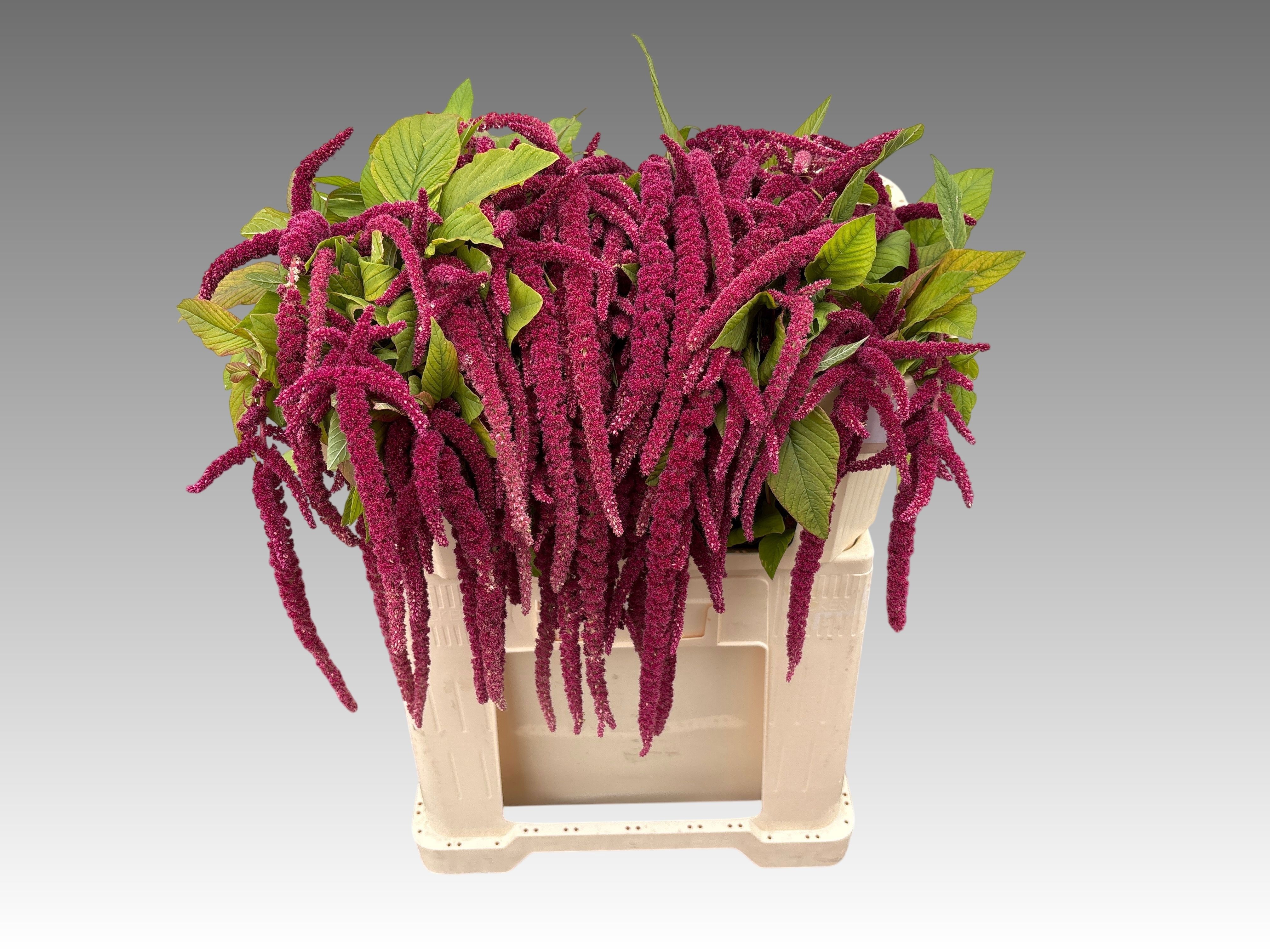 Amaranthus Hang Cordata Red 70cm