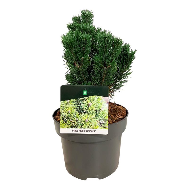 Picture of Pinus mugo 'Limerick'