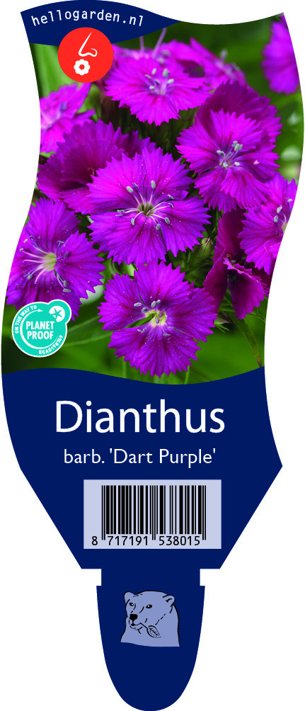 Dianthus barb. 'Dart Purple'