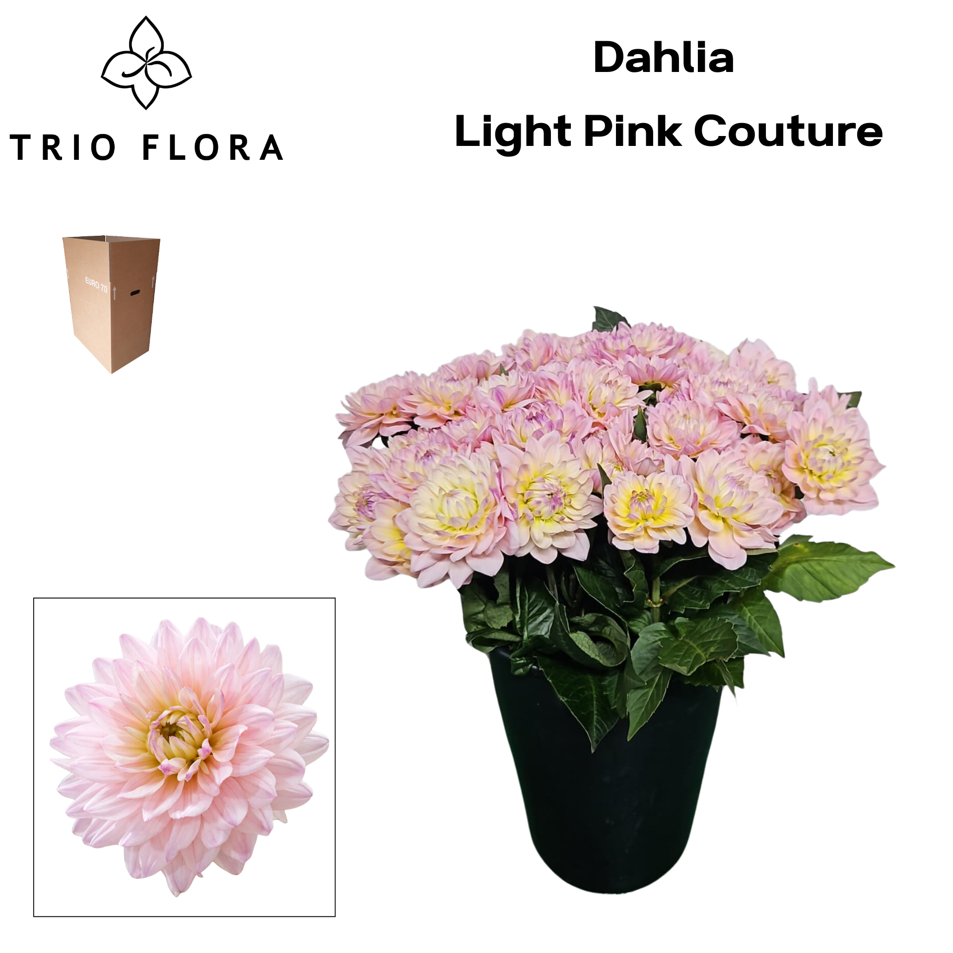 Dahl Light Pink Couture Aqua Box
