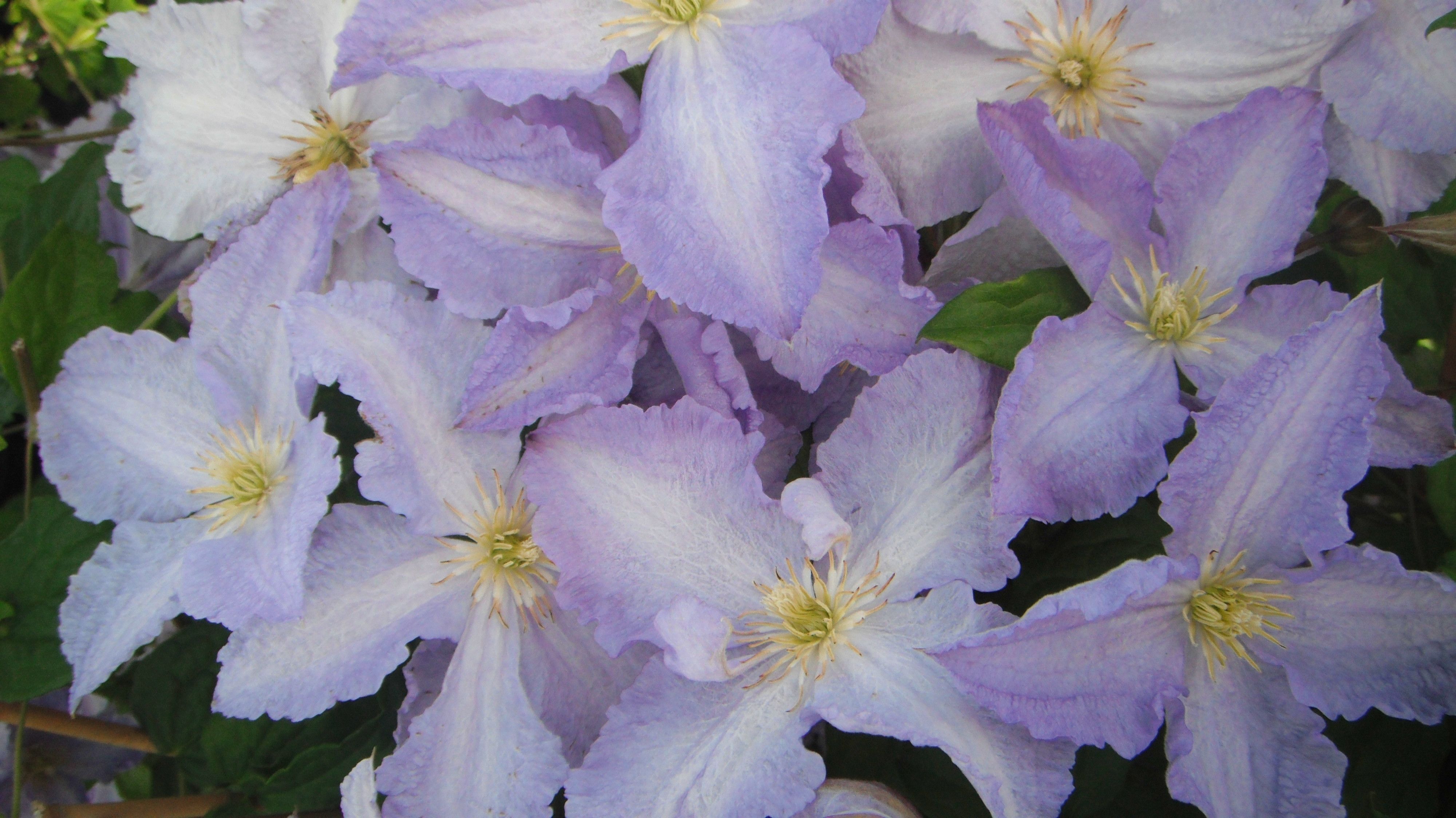 Clematis 'Blekitny Aniol' (syn.: 'Blue Angel')
