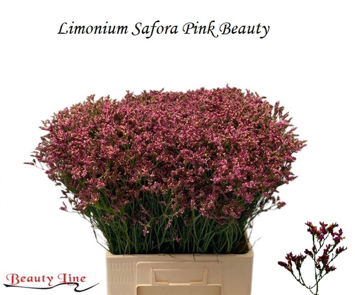 Limonium Pin Beau 70cm 25gram