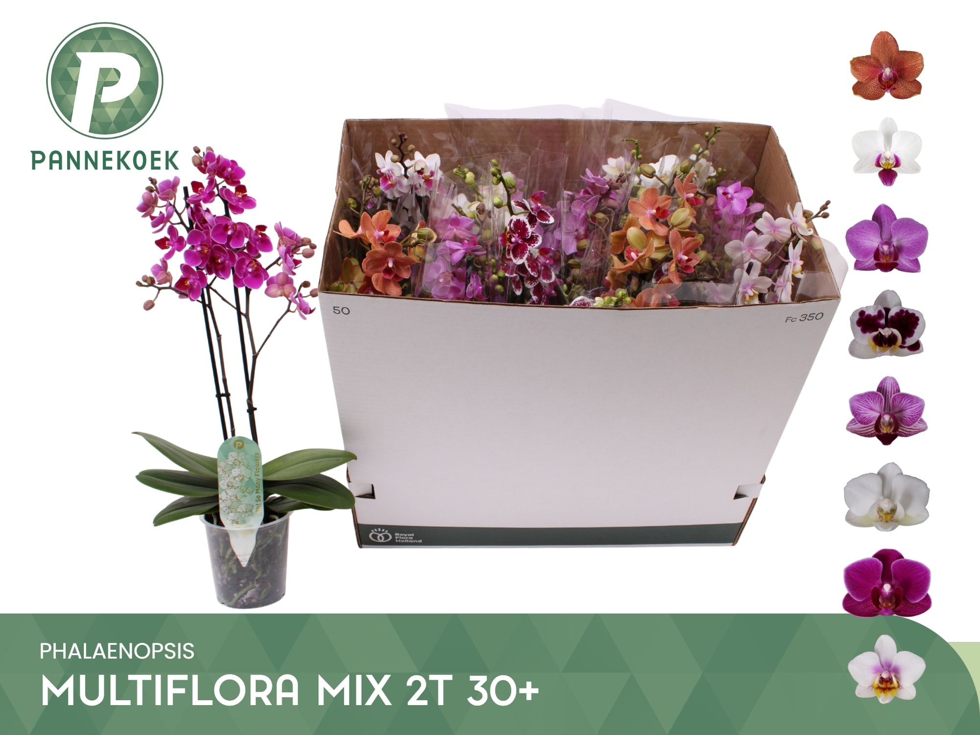 Phal Mf Gem 8 Kl 12P 50H 2TAK 30bloem 23bloei