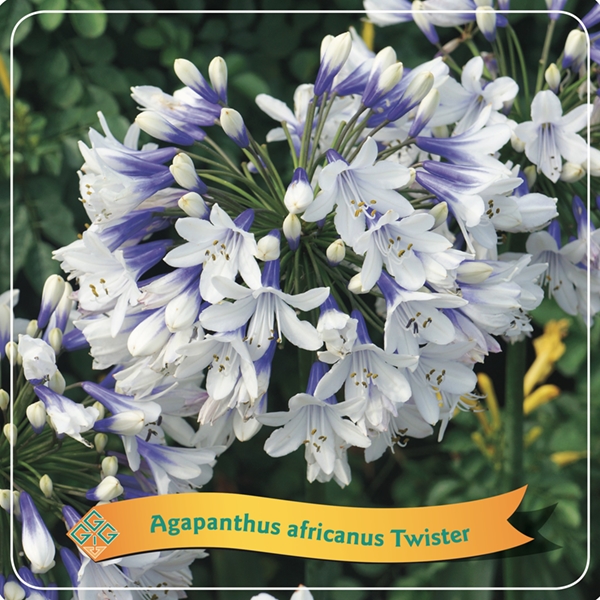 Picture of Agapanthus Mix shelve C5