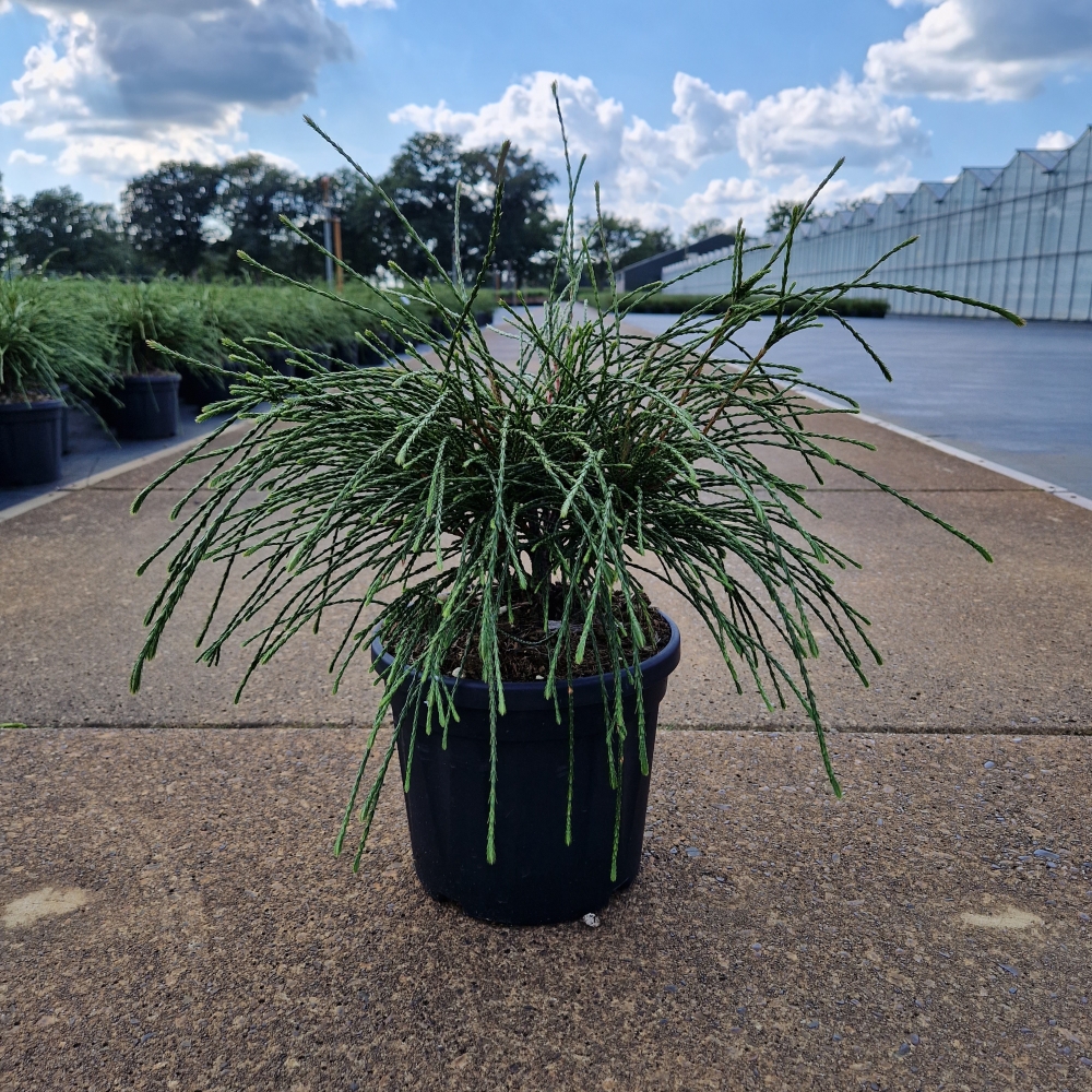 Picture of Thuja plicata Whipcord C4.5 25/30