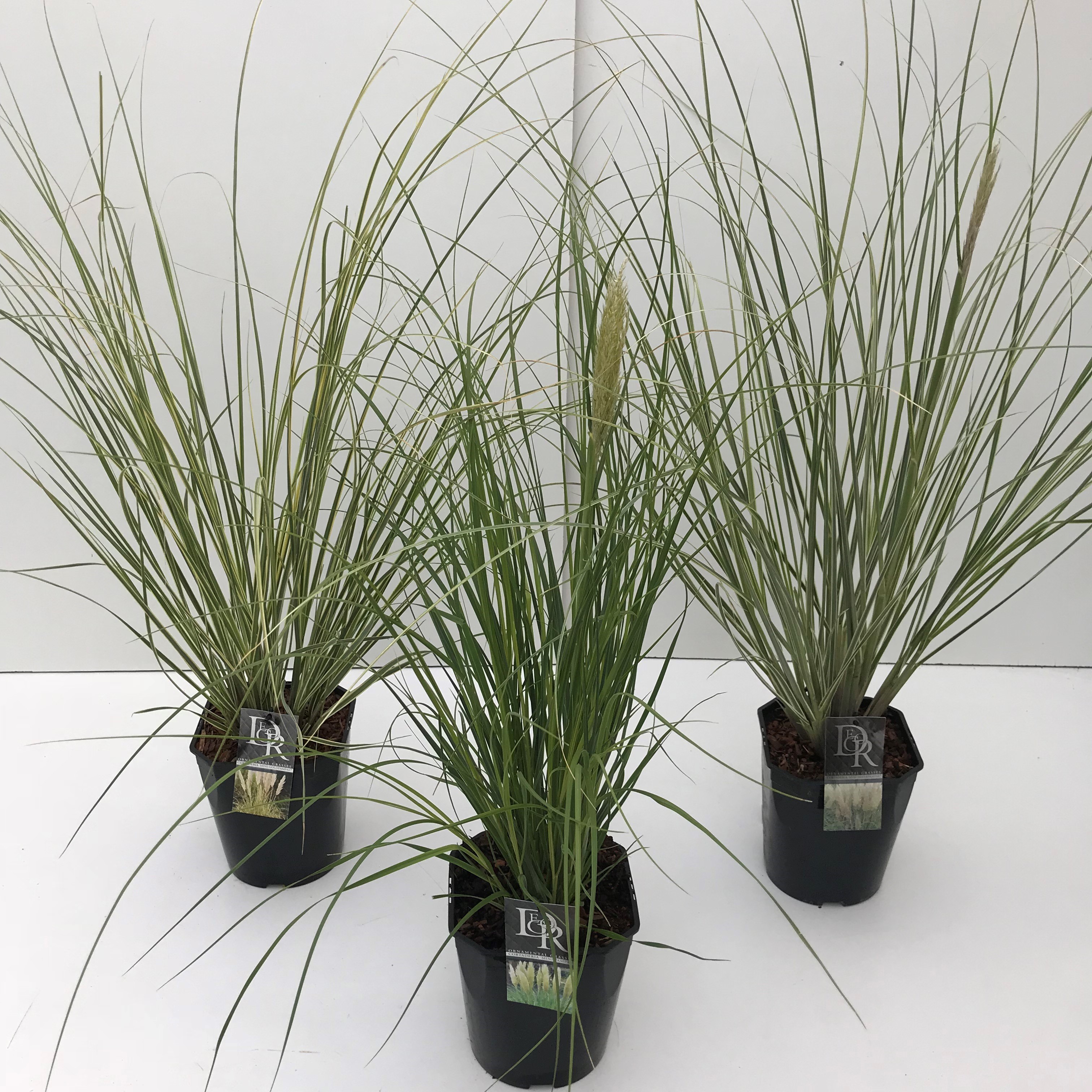 Picture of Cortaderia sell. in varieties P23 (5 Ltr) SQUARE