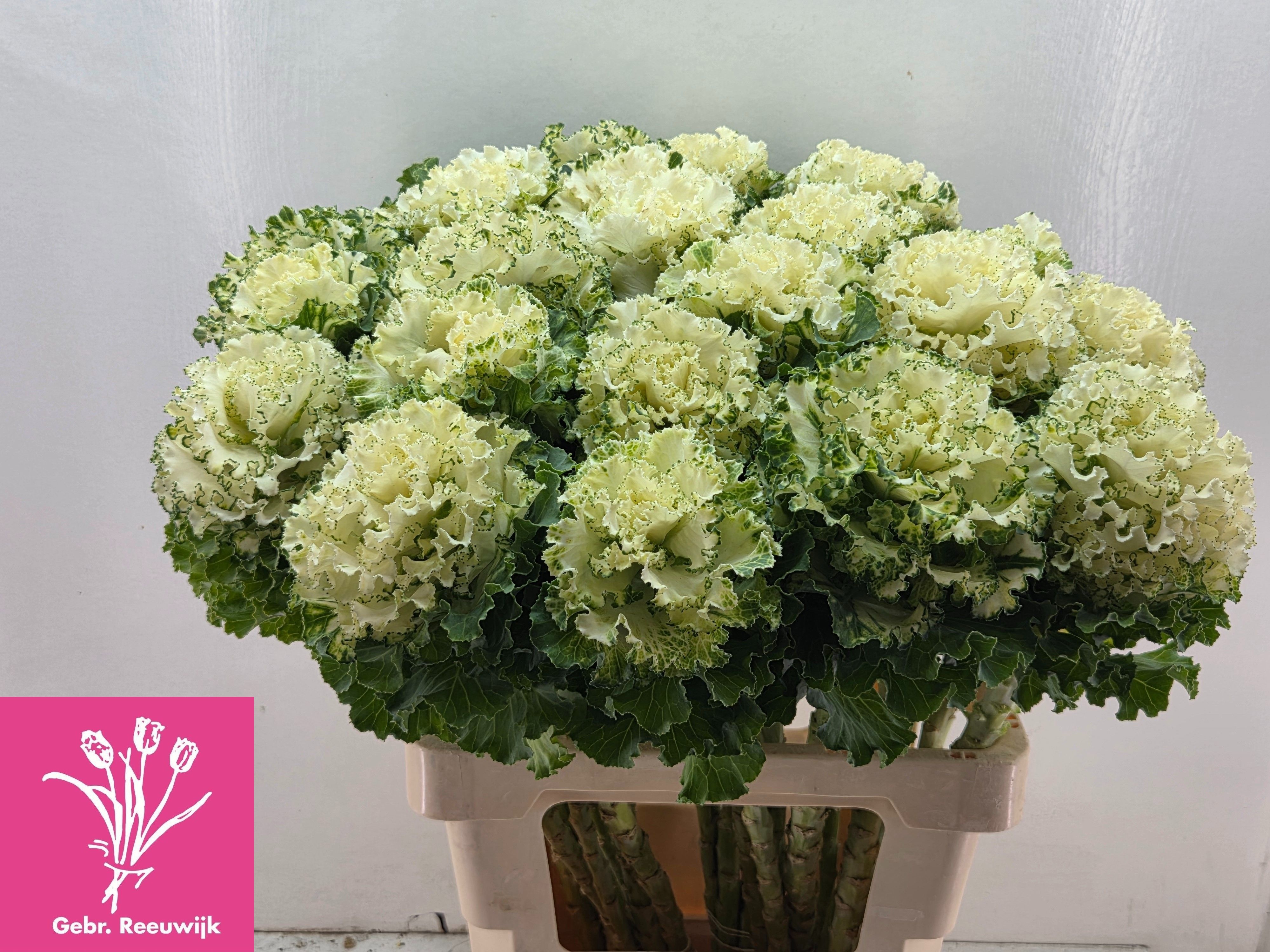 Brassica Crane Ruffle White 70cm