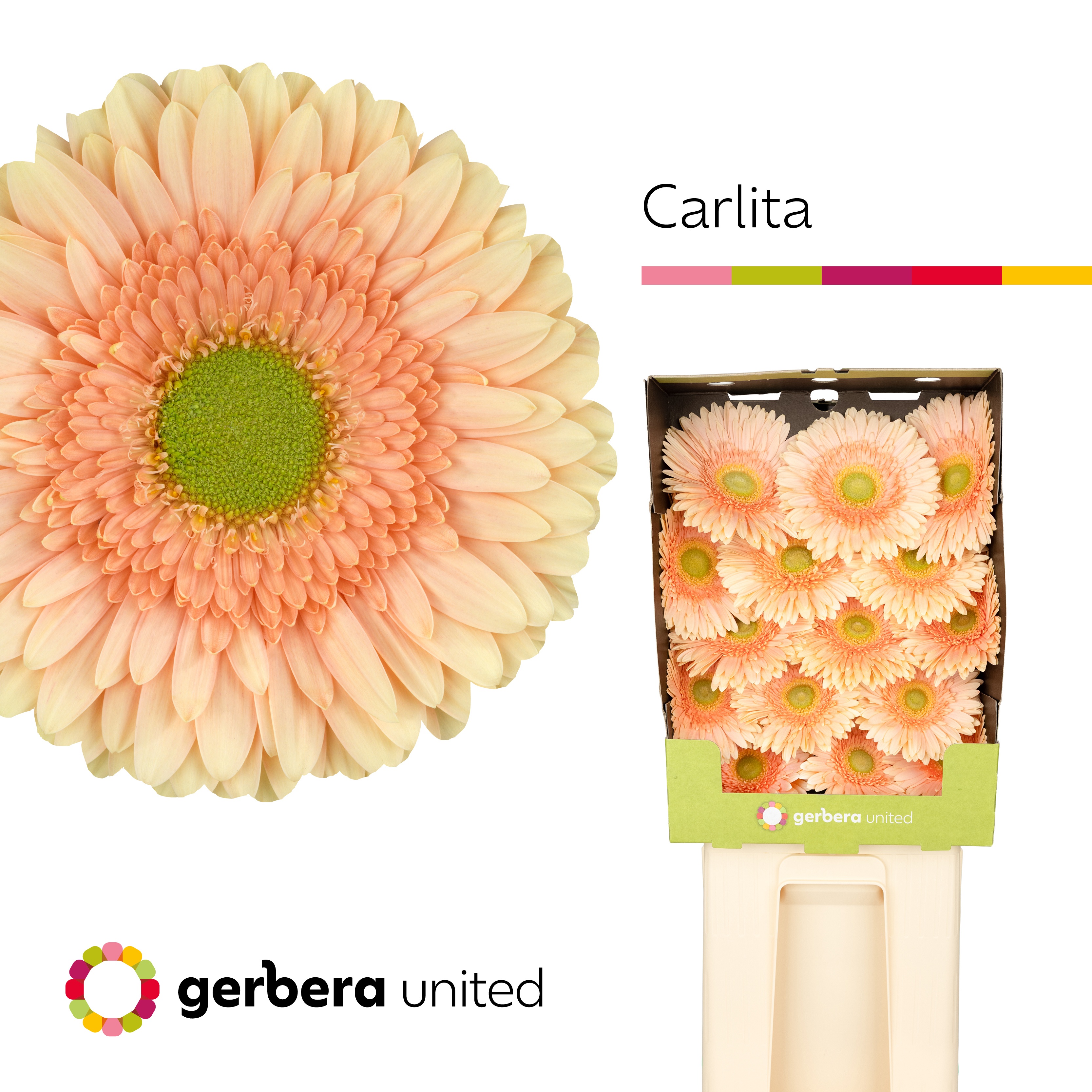 Gerbera Carlita Diamond