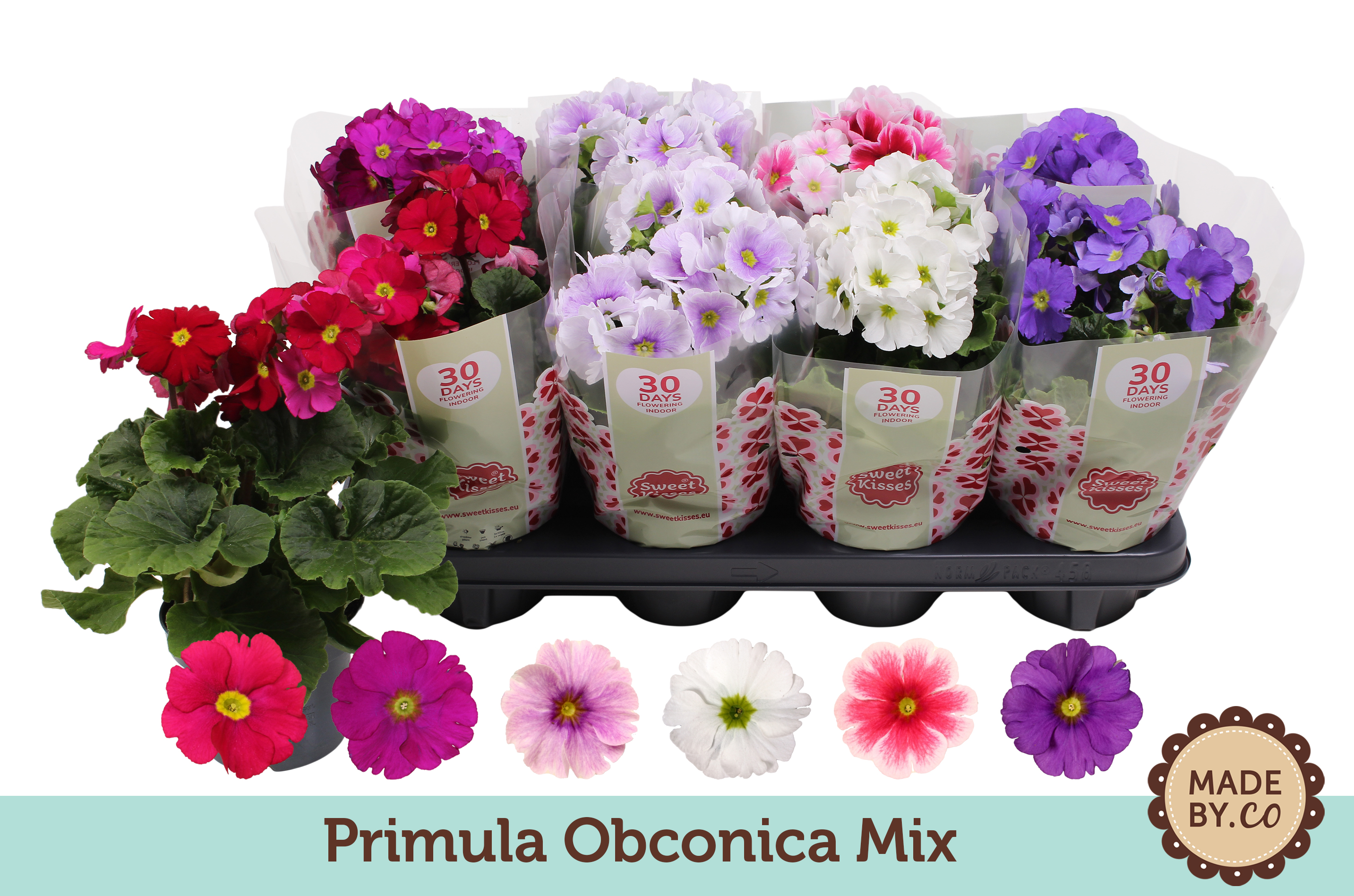 Picture of Primula Obconica in varieties P12 25CM