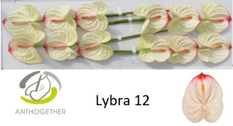 Anth A Lybra