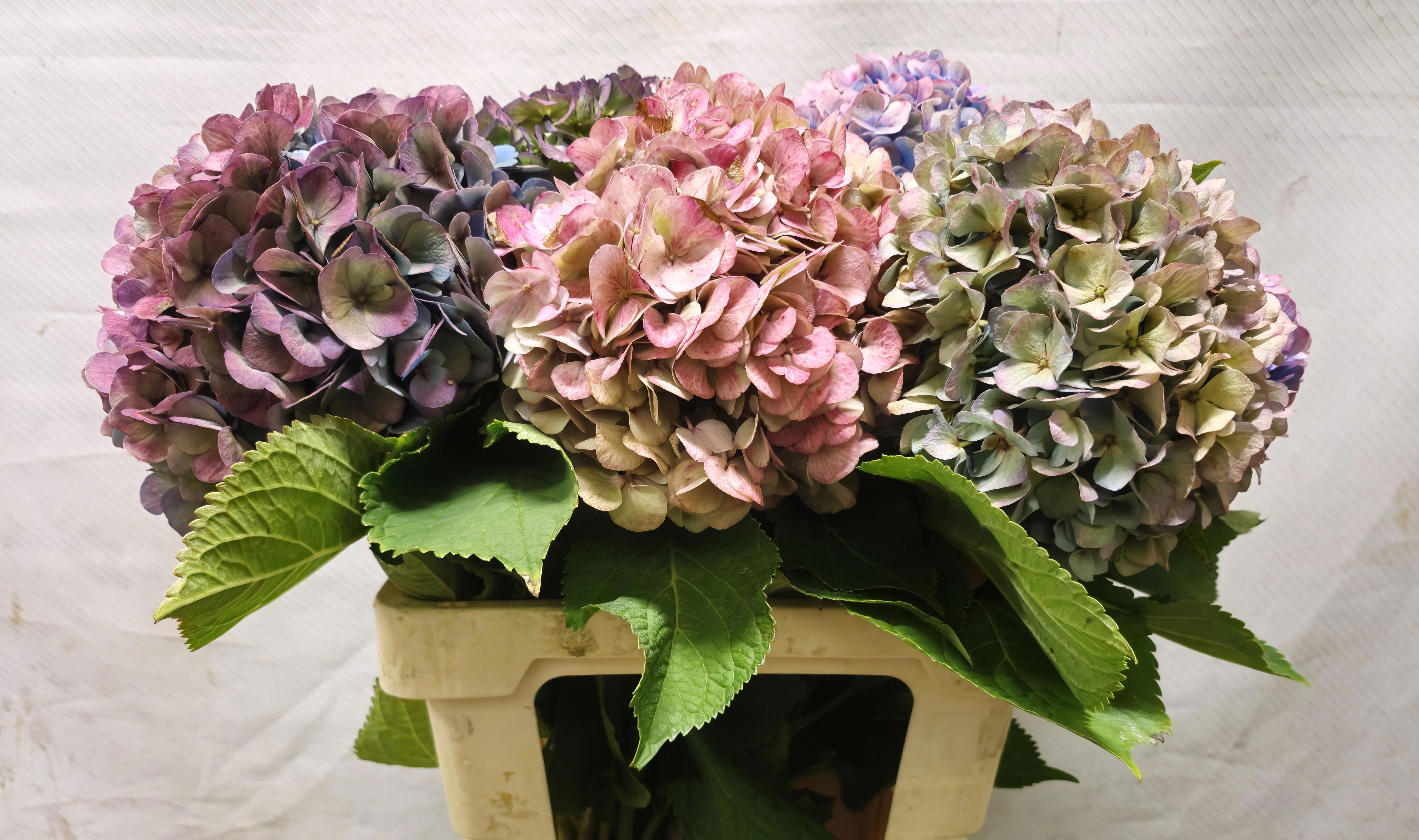 Hydrangea Bodensee Clas 50cm 17Ø