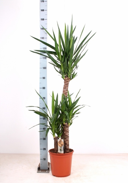 Yucca 24P 150H 3stek 2kop