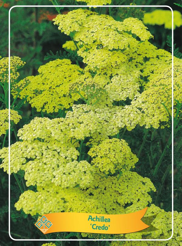 Picture of Achillea mix 6x10 srt. per shelve P11