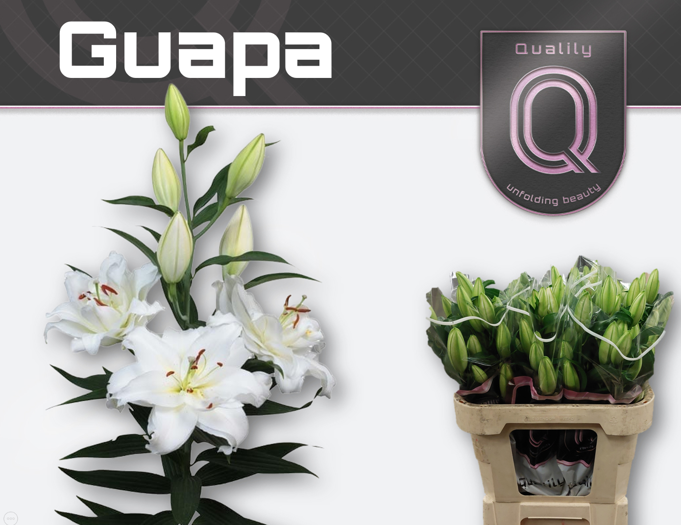 Li Or Du Guapa