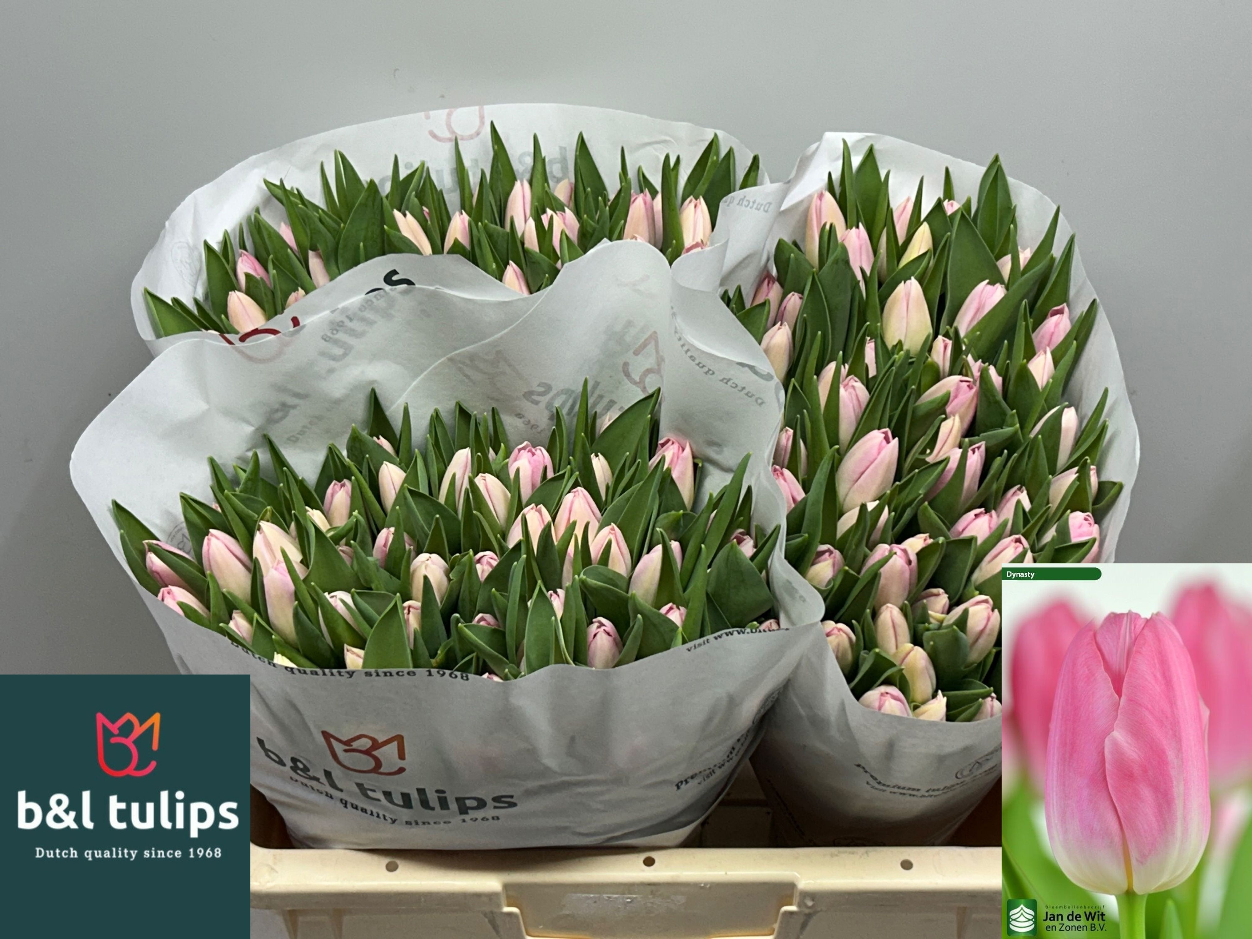 Tulipa Dynasty 38cm 40gram