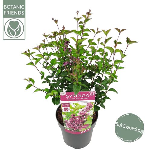 Syringa 'Bloomerang Dark Purple' ®p19 Son