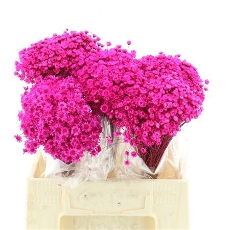 Dried/preserved Flowers Misc 50cm 50gram