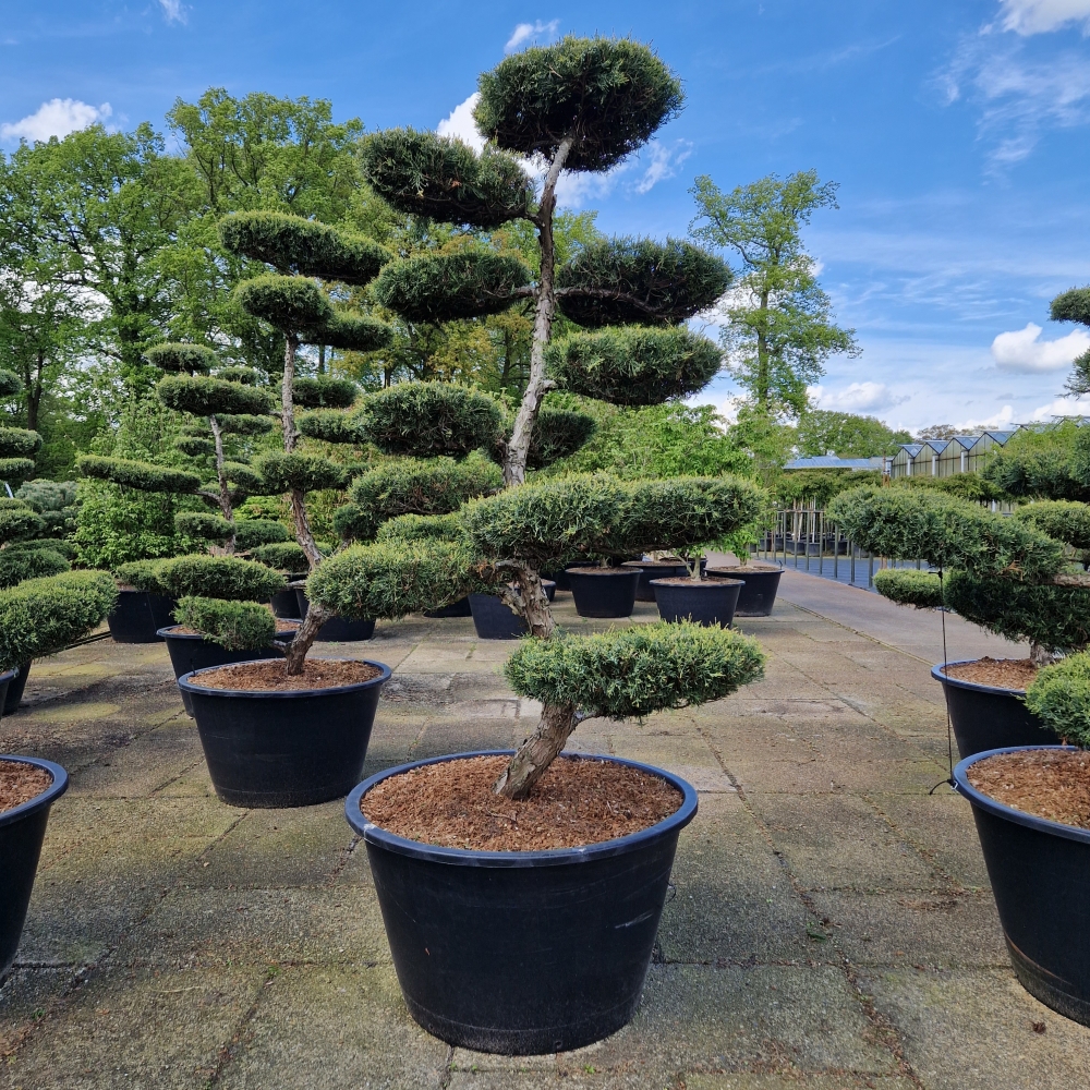 Picture of Juniperus media Hetzii C500 BONSAI-200/225 (LOOSE)