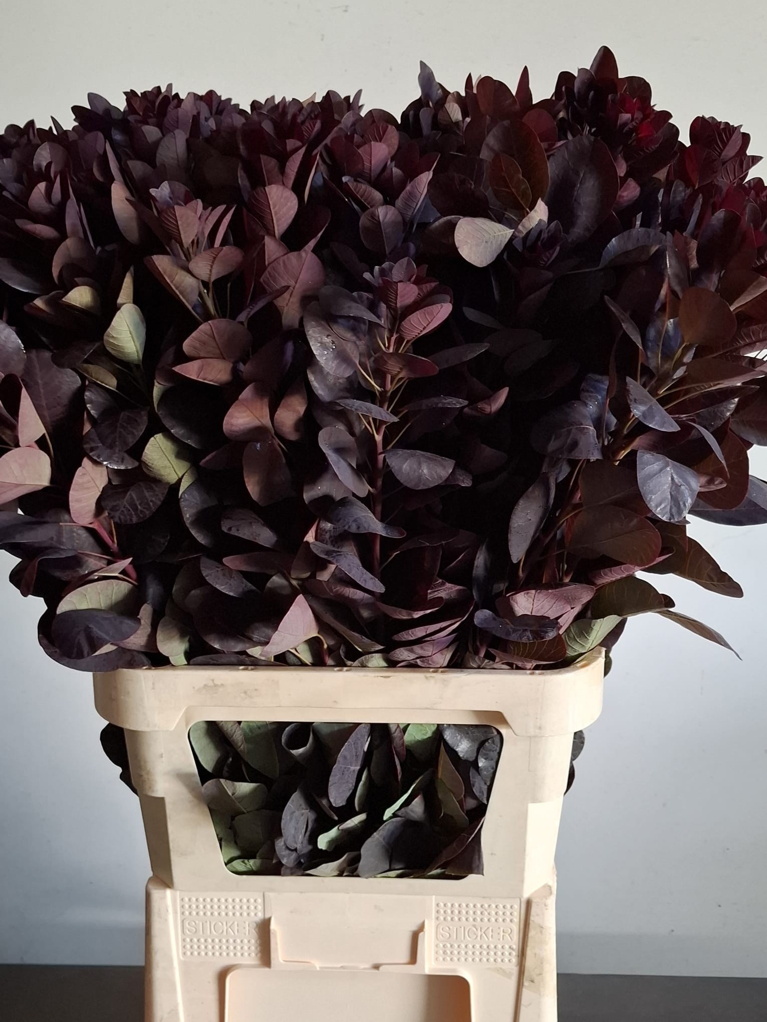 Coti C Royal Purple