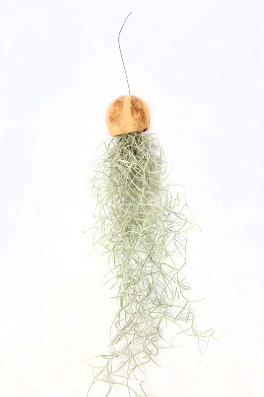 Till Usneoides