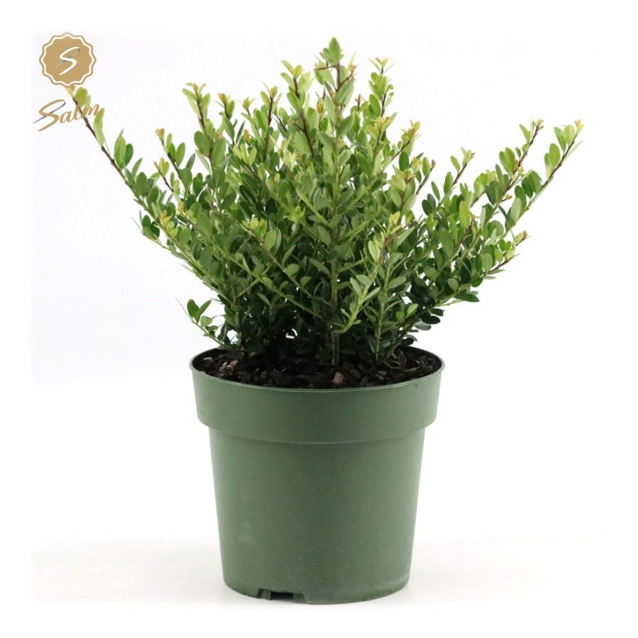 Picture of Ilex crenata Jenny P17 (2 Ltr) BUSH