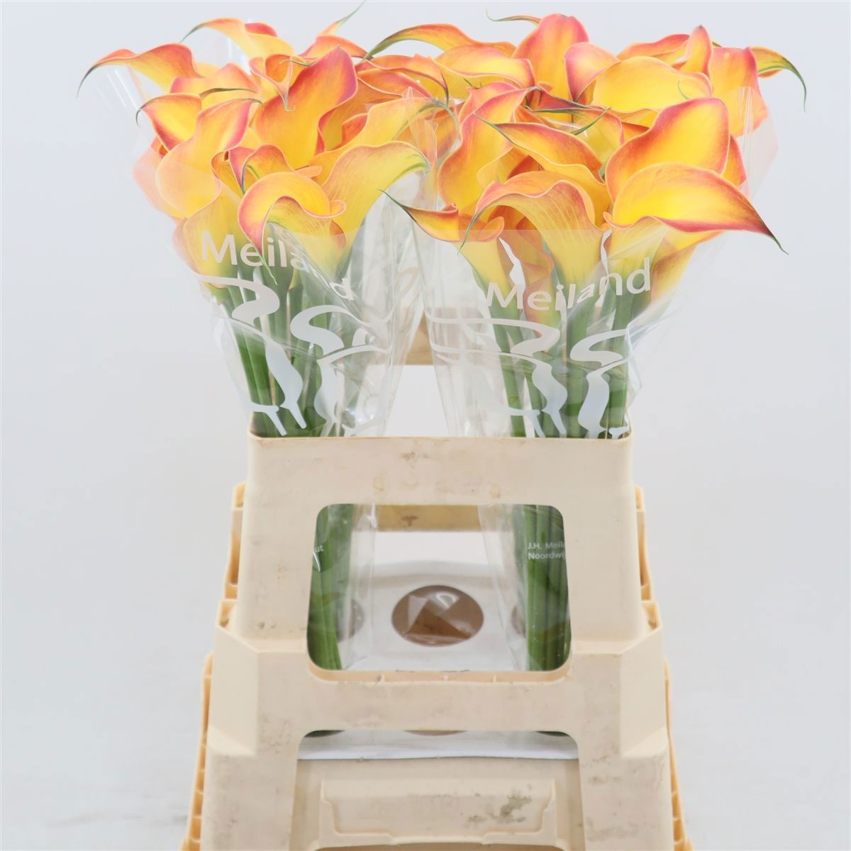 Calla Morning Sun 60cm