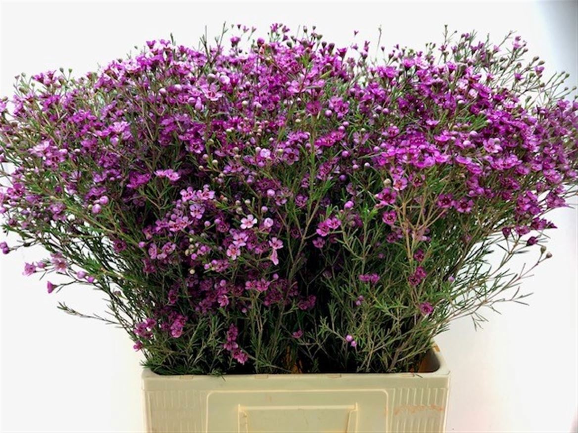 Chamelaucium Jupiter 70cm 55gram
