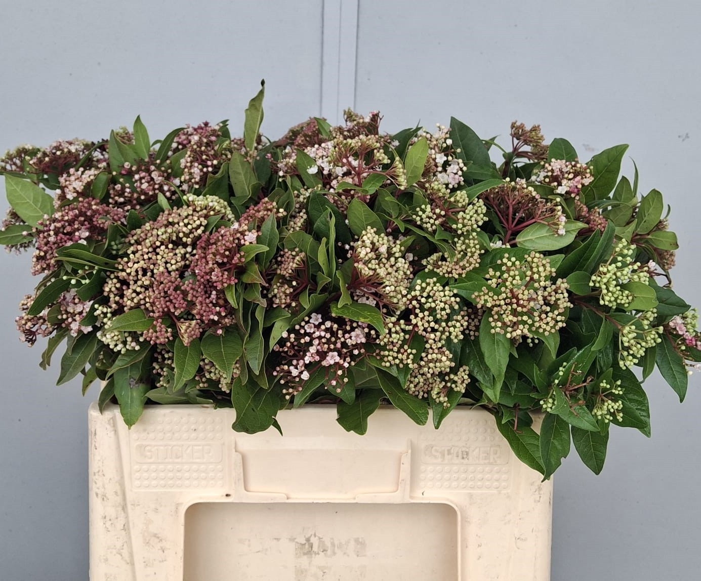 Viburnum T Red Spiri 50cm