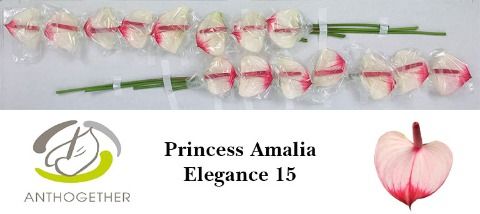 Anth A Pr A Elegance