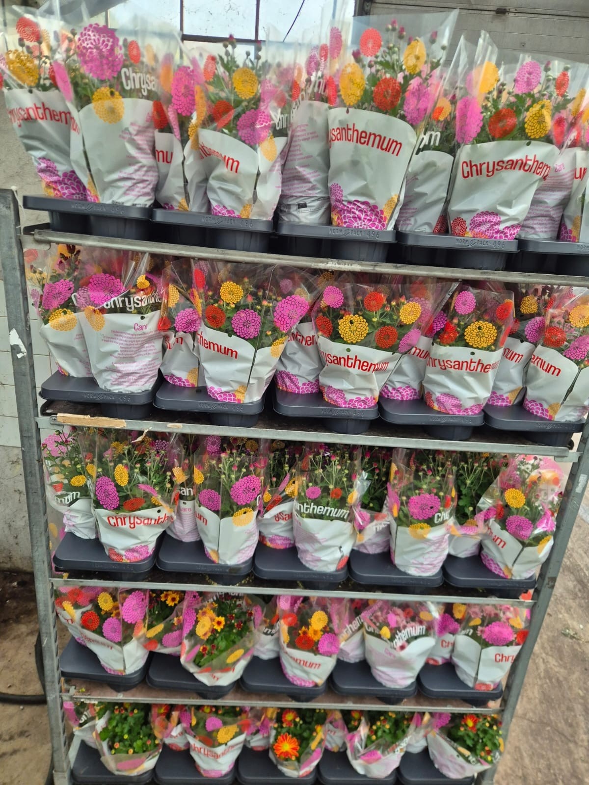 Chrys Garden Mums Gm 15Ø 30cm