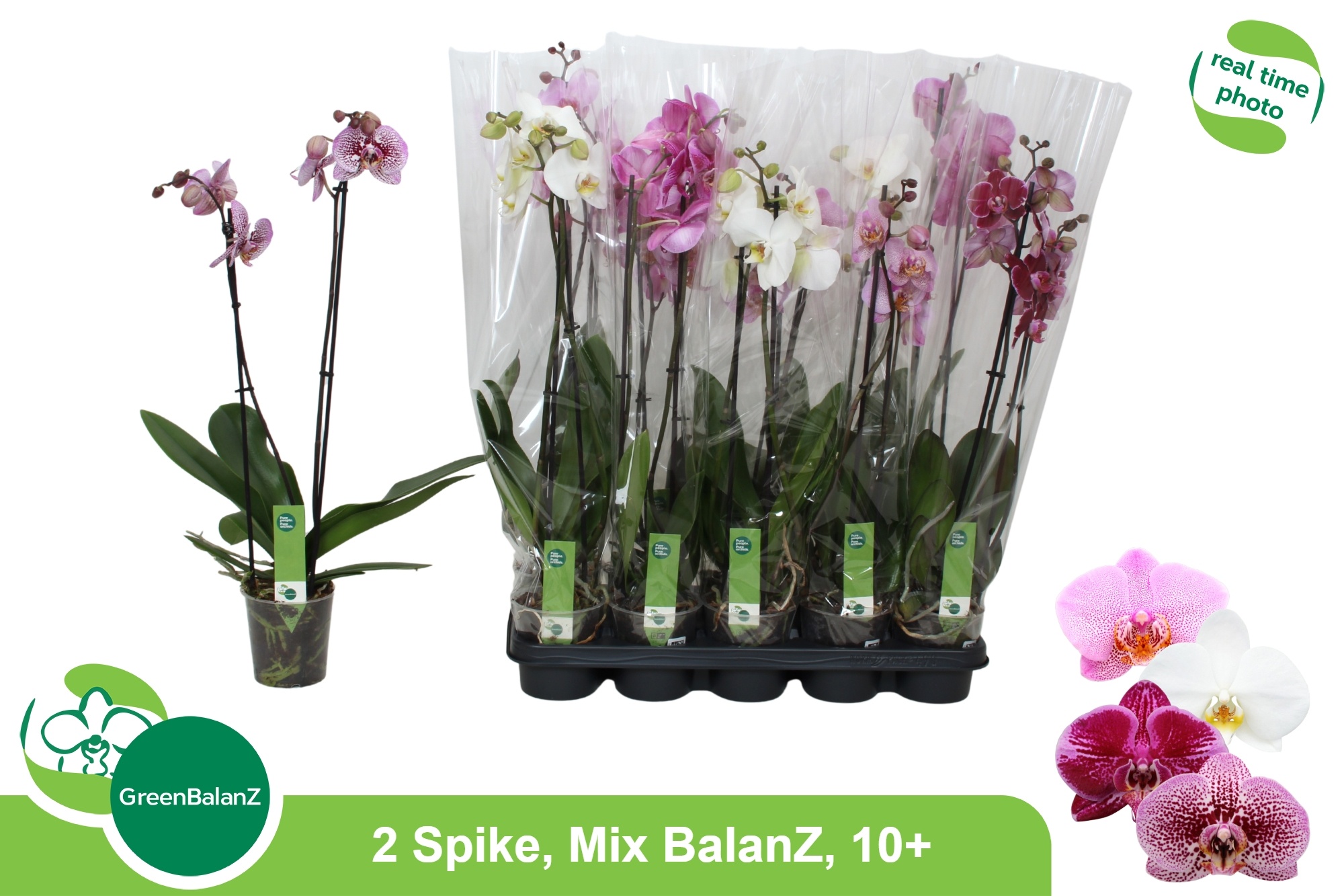 Phal Gem 12P 65H 2TAK 10bloem 23bloei
