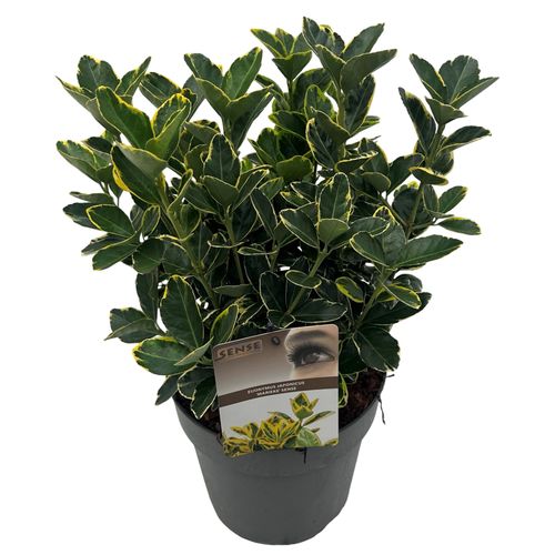 Euonymus jap. 'Marieke' sense p23 Asra