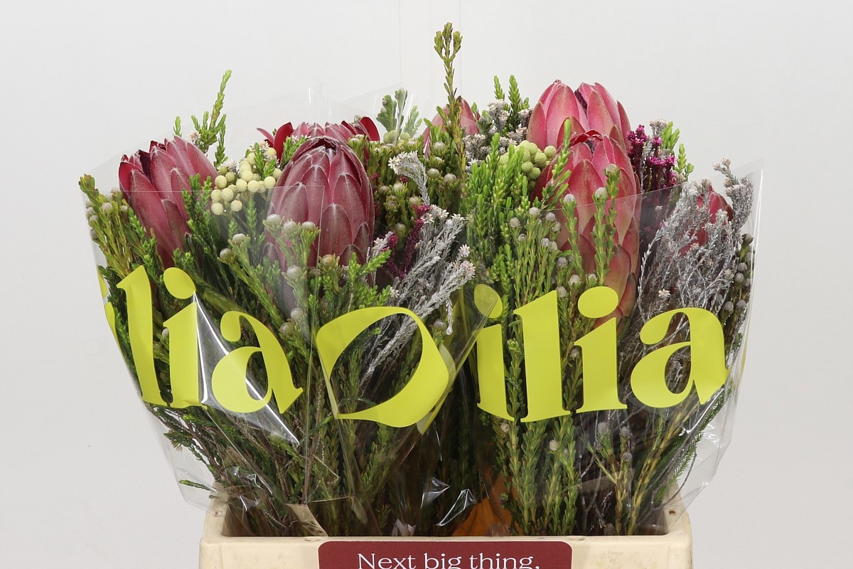 Protea Bouquet Per Bunch 40cm