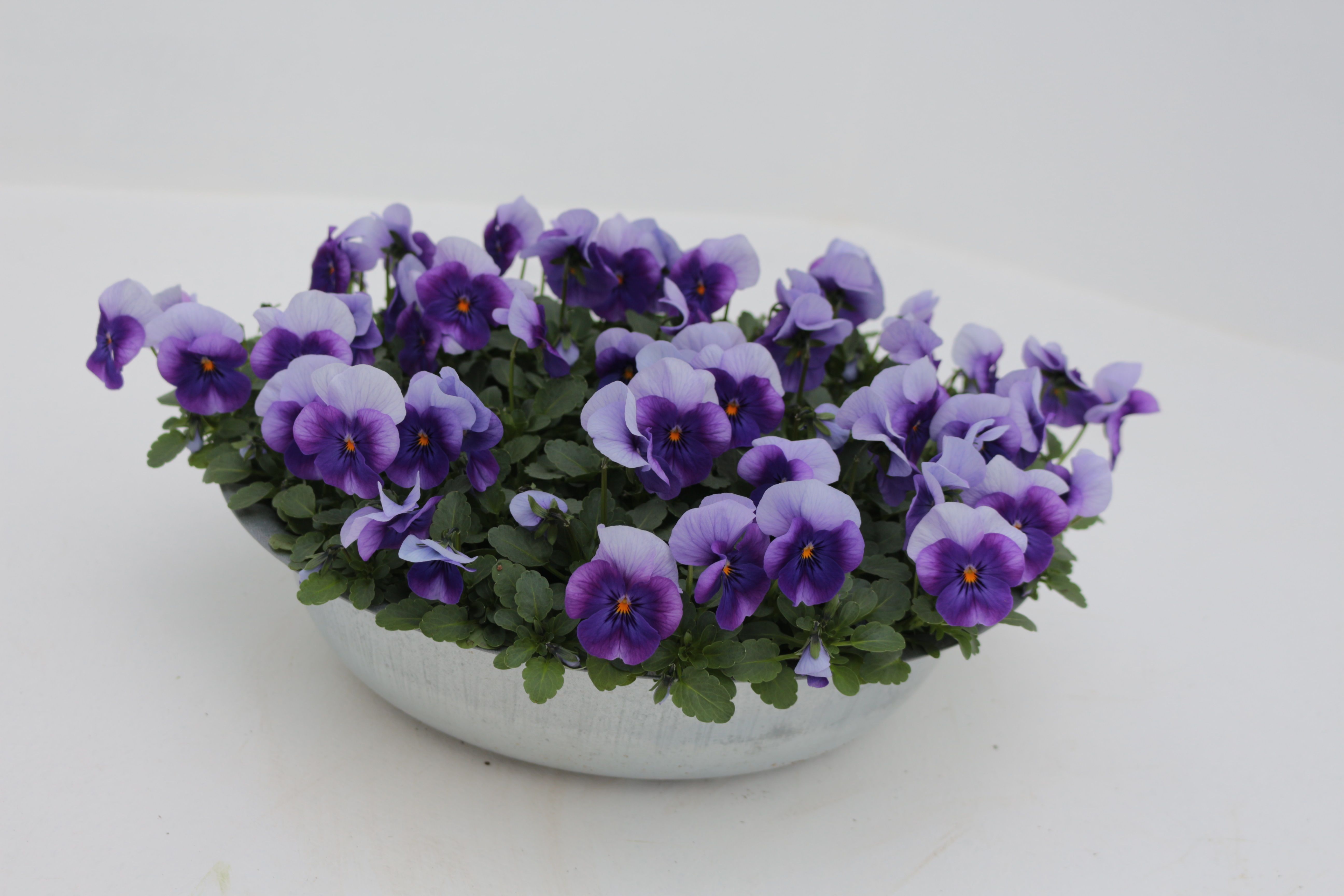 Mini Viola in Pot