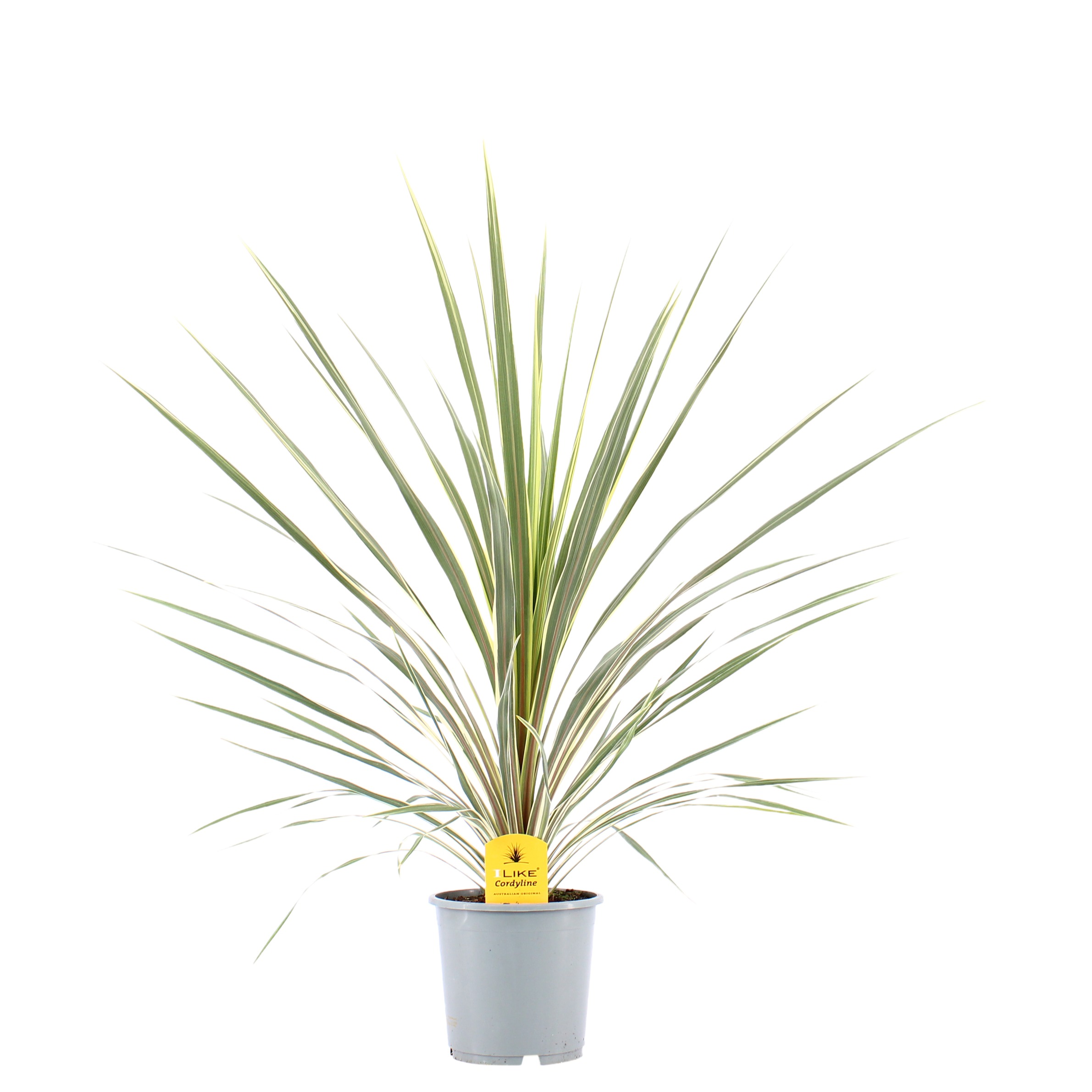 Picture of Cordyline Australis Variegata P17 (2 Ltr) (LOOSE)