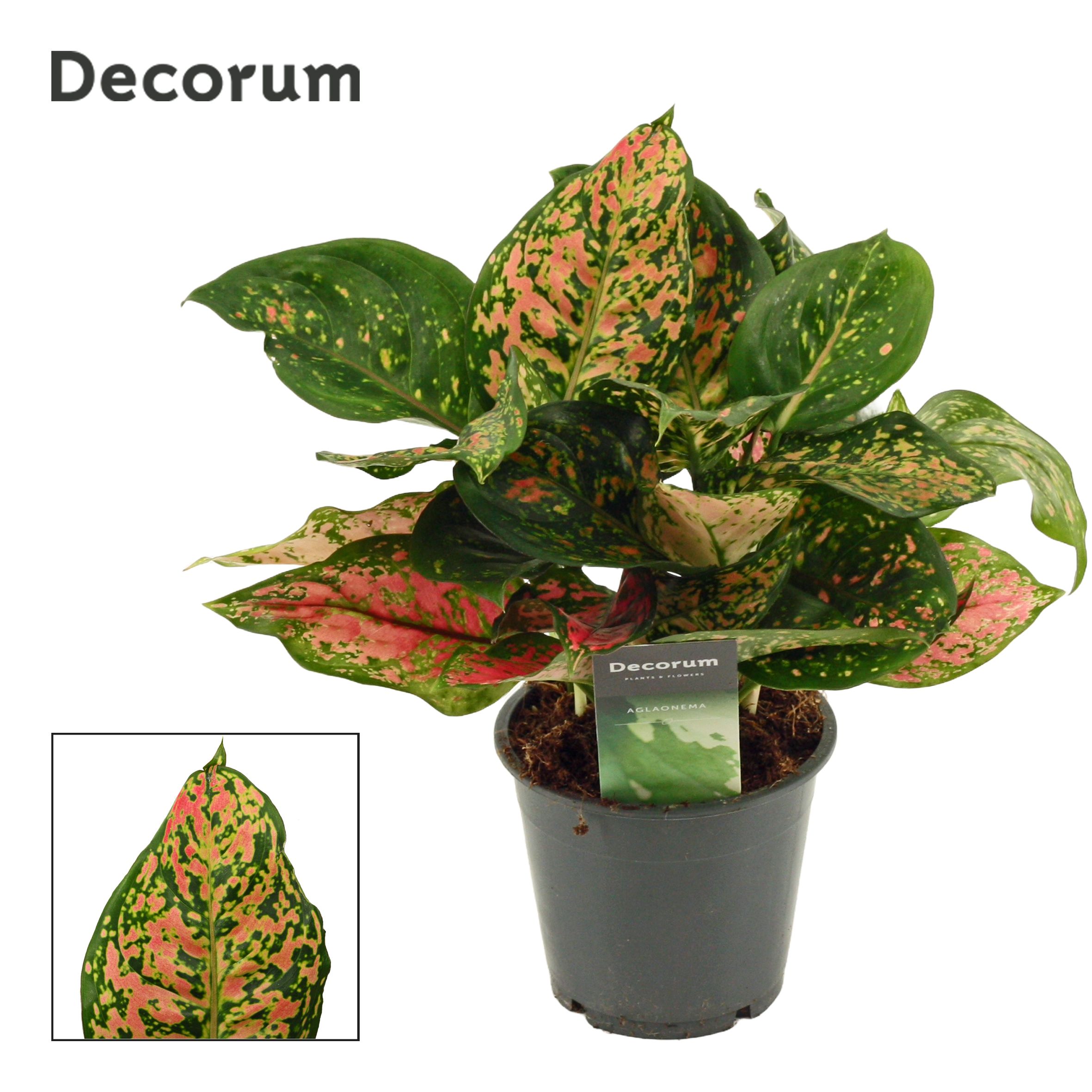 Aglaonema Amanyance (Decorum)