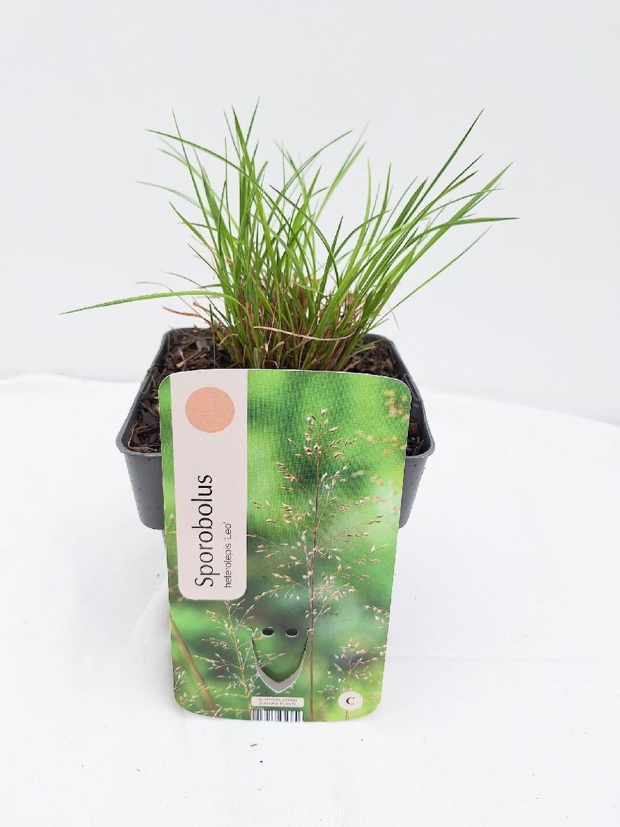 Sporobolus heterolepis 'Leo'