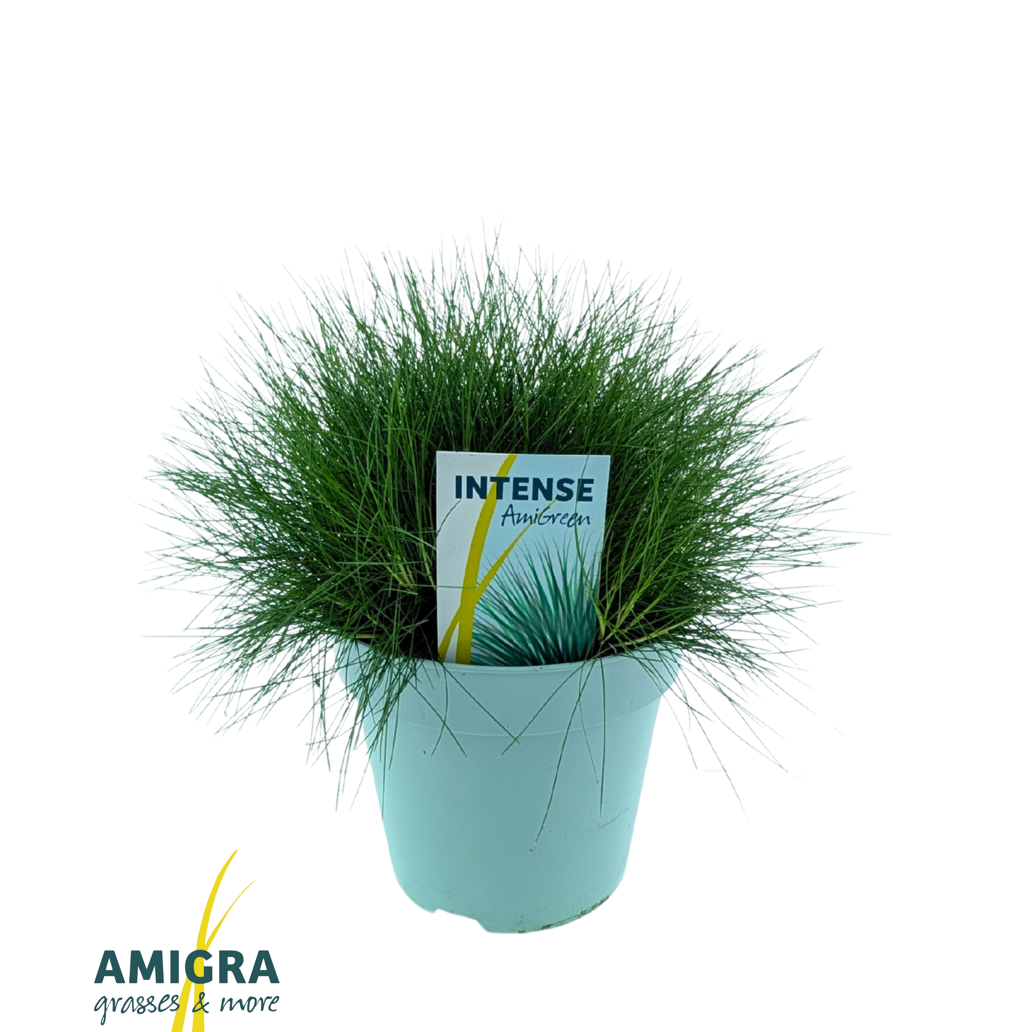 Picture of Festuca gautieri AmiGreen®