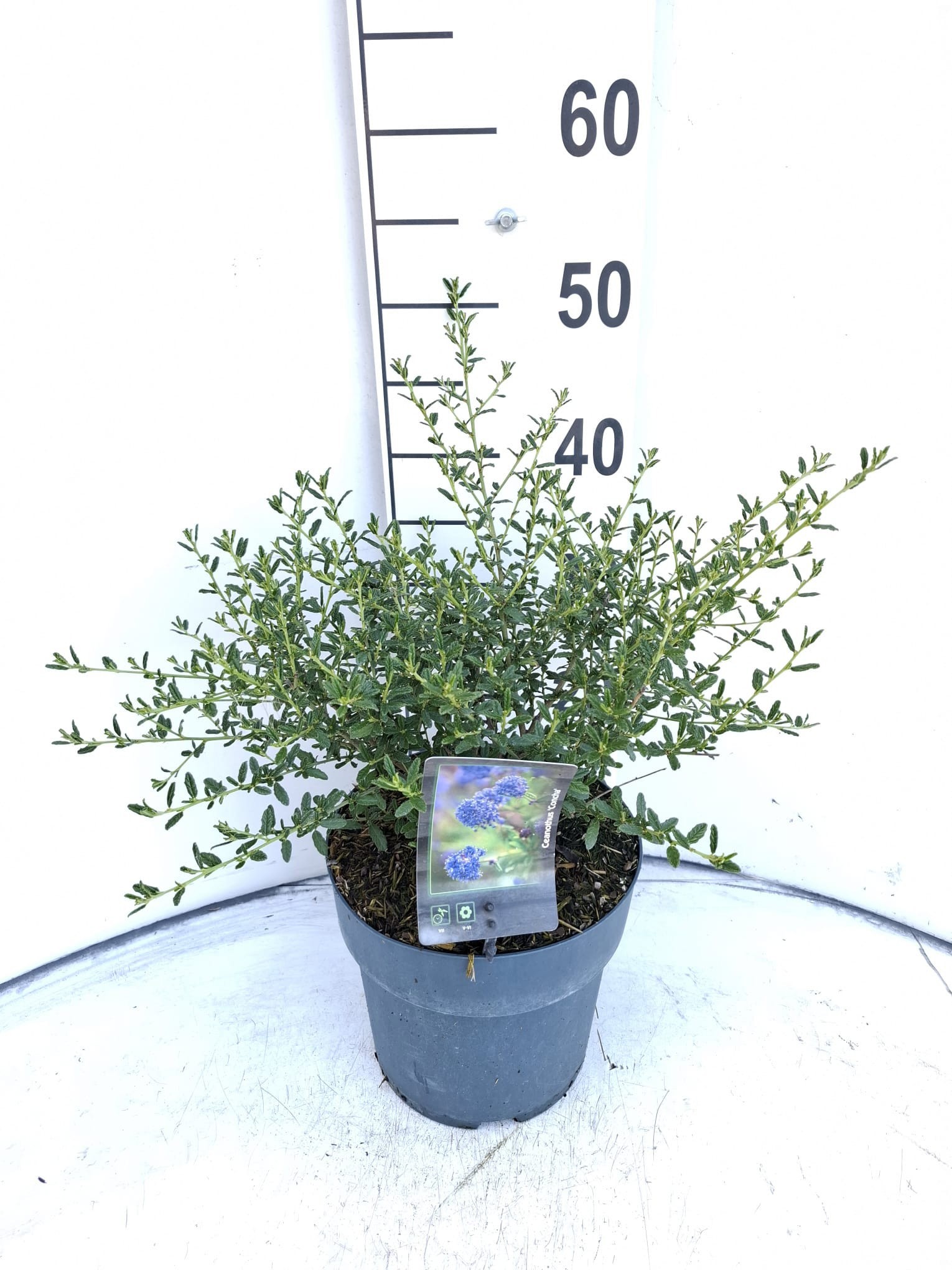 Ceanothus 'Concha'