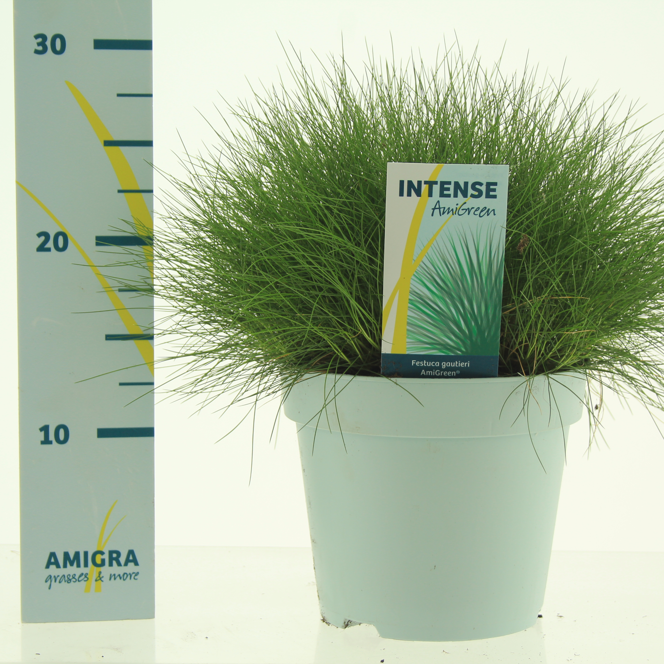 Picture of Festuca gautieri AmiGreen® P17 (2 Ltr)