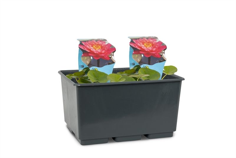 Nymphaea 'Wanvisa'