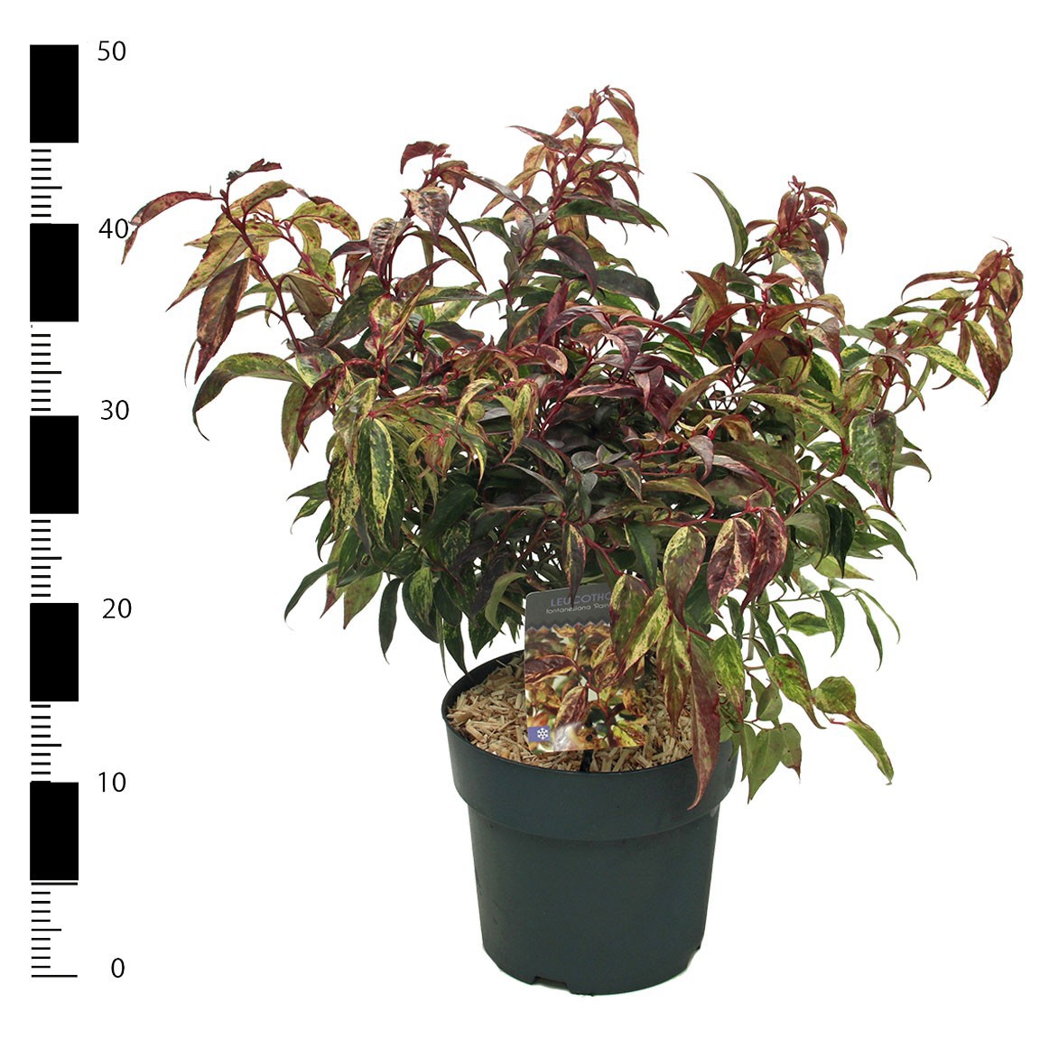 Picture of Leucothoe walteri 'Rainbow'
