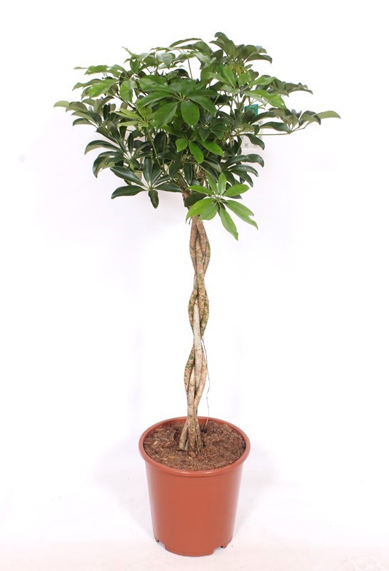 Schefflera arboricola 'Compacta'