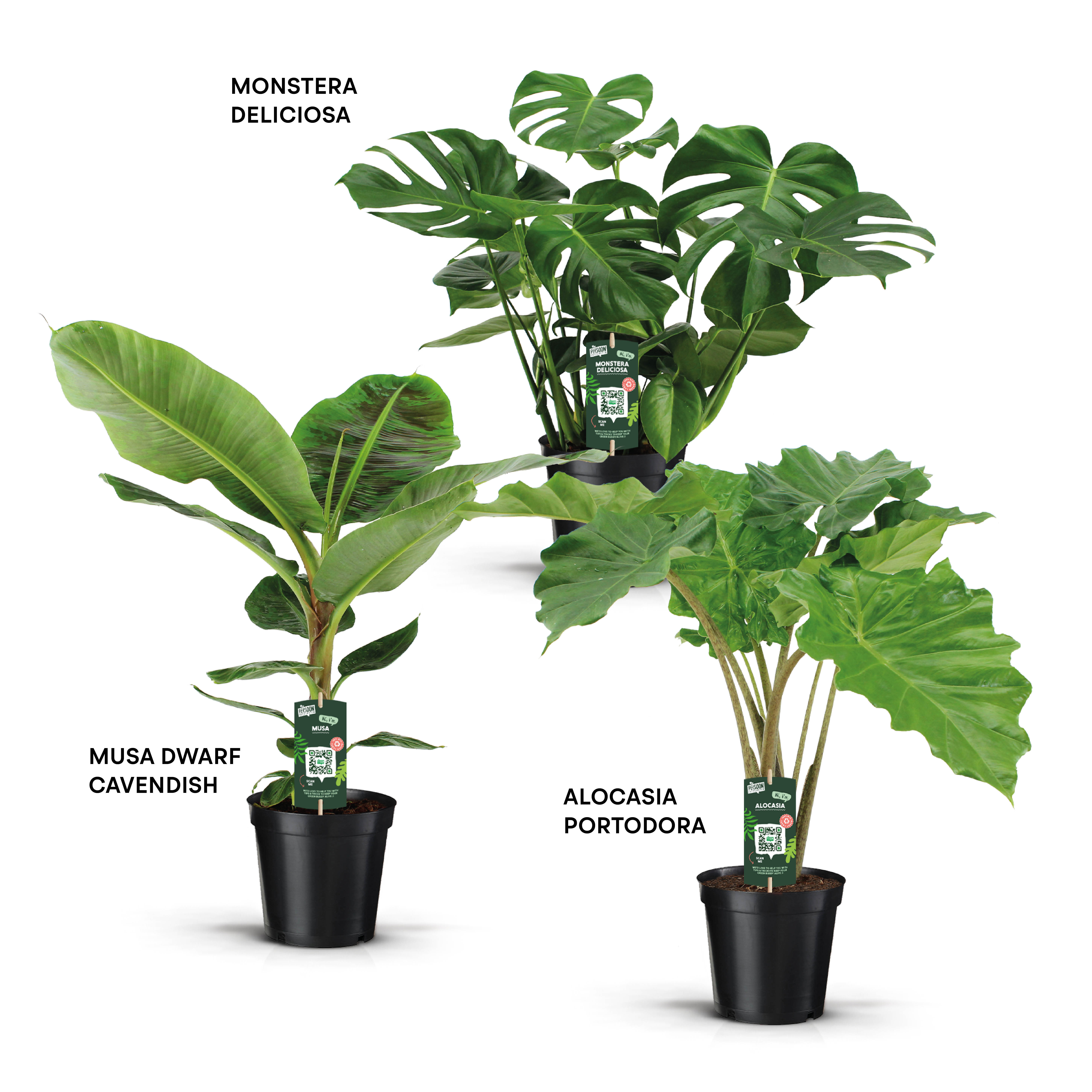 Picture of Houseplants in varieties P21 80CM