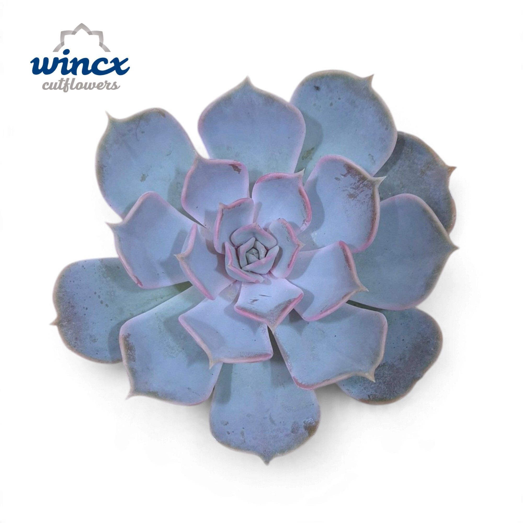 Echeveria Lilacina Cutflower