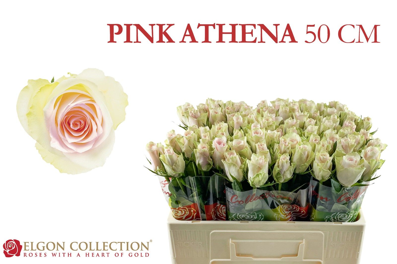 R Gr Pink Athena