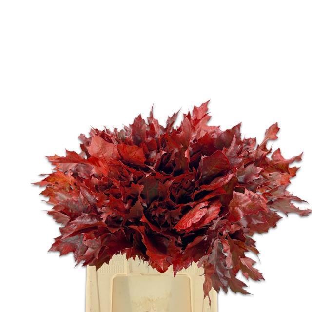 Quercus Rubra Ptd 60cm