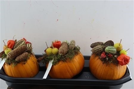 Cucurbita Pepo