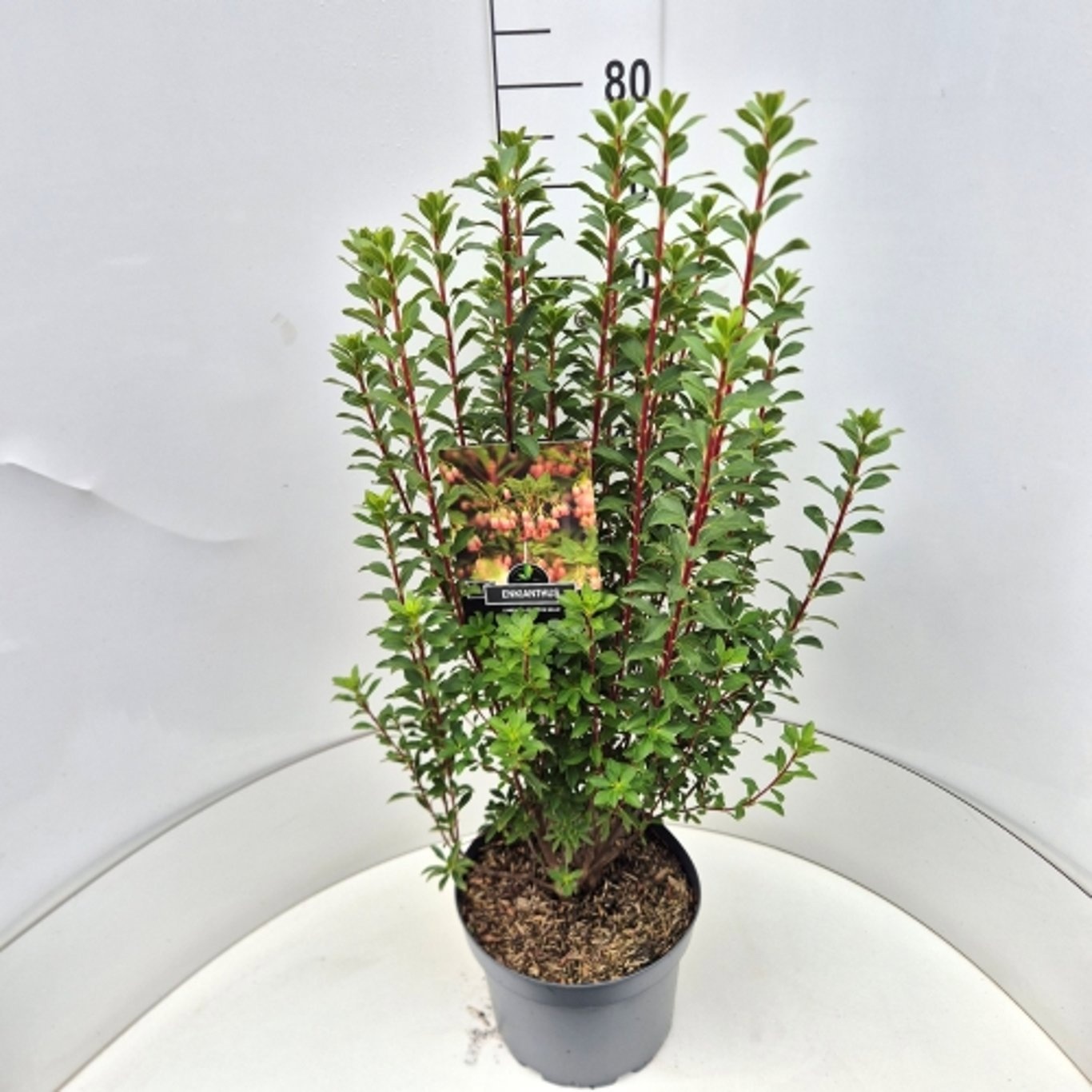 Enkianthus campanulatus 'Red Bells'